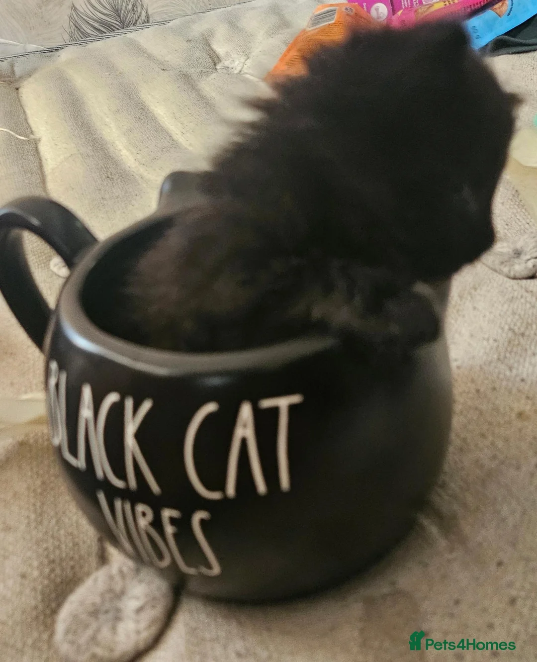Domestic Shorthair cats for sale: 3 Beautiful Black Kittens - Advert 11