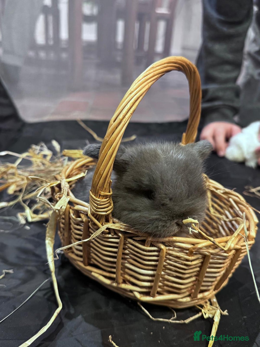 Mini Lop rabbits for sale: 8 beautiful lops  - Image 3