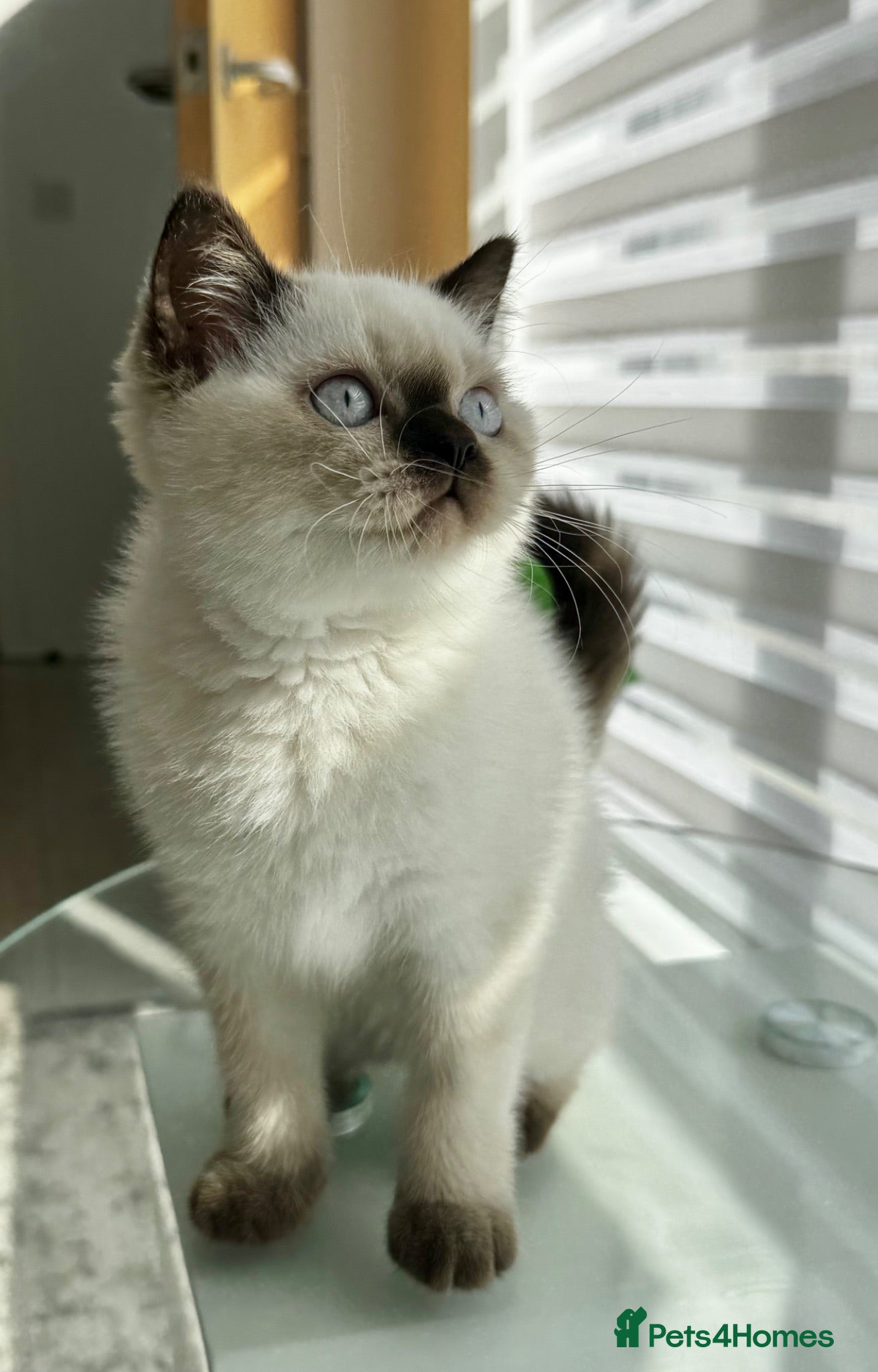 British Shorthair cats British shorthair kittens  - Advert 1