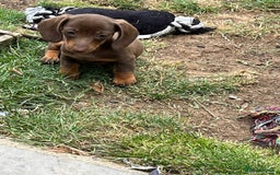Miniature Dachshund dogs for sale: READY NOW - short haired miniature dachshunds  - Image 10