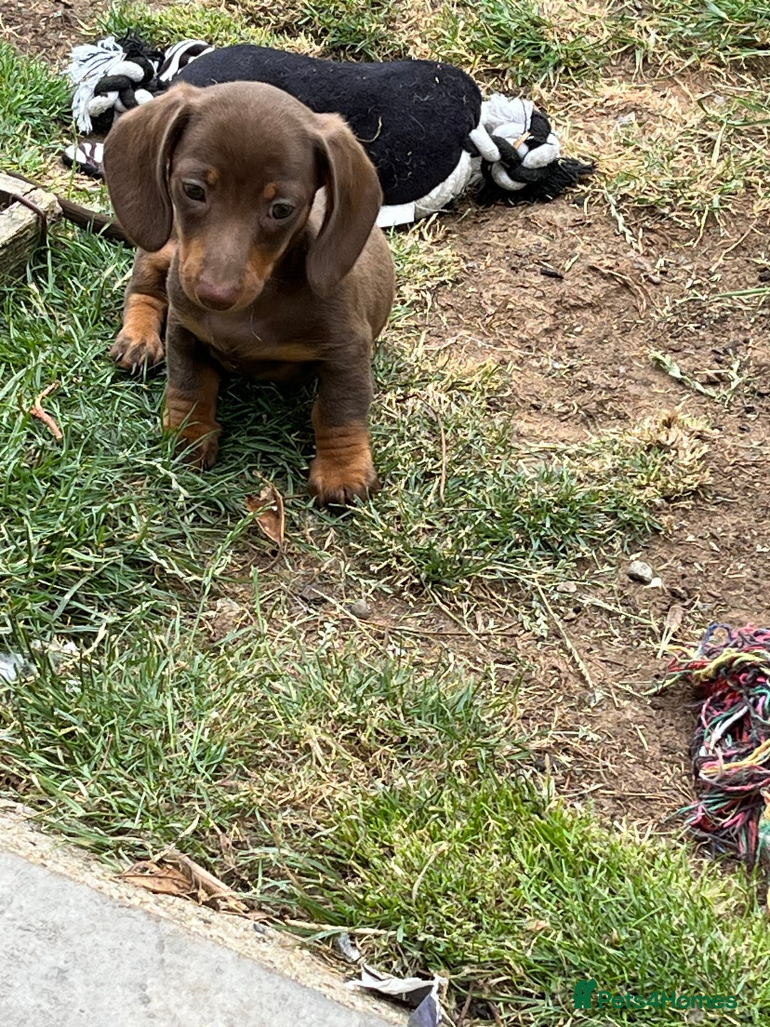 Miniature Dachshund dogs for sale: READY NOW - short haired miniature dachshunds  - Image 10