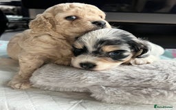 Cockapoo dogs for sale: Rare marked  small cockerpoo puppys  - Advert 4
