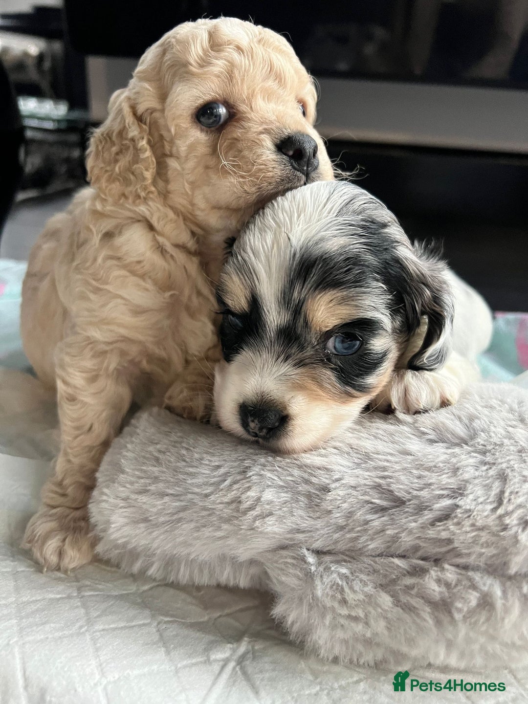 Cockapoo dogs for sale: Rare marked  small cockerpoo puppys  - Advert 4