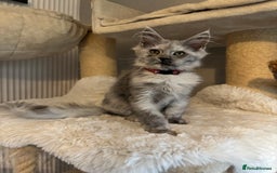 Maine Coon cats for sale: Stunning Maine Coon girls  - Image 18