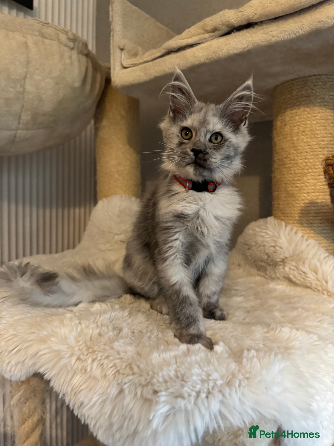 Maine Coon cats for sale: Stunning Maine Coon girls  - Image 18