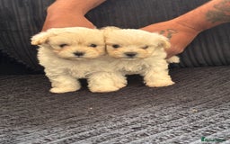 Maltipoo dogs for sale: Adorable Micro Maltipoo f1s  - Image 1