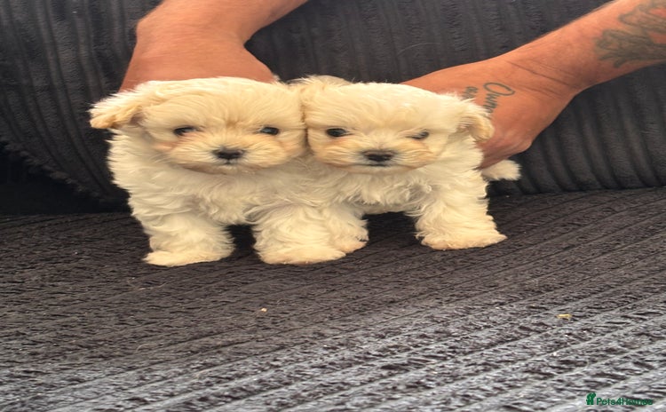 Maltipoo dogs for sale - Advert 1