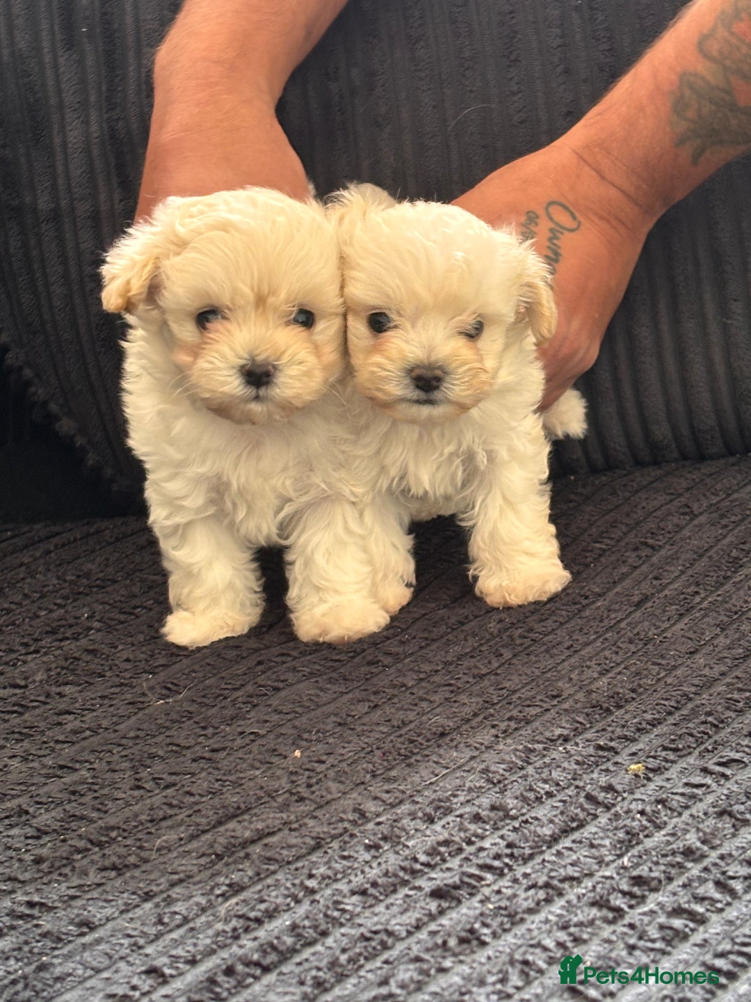 Maltipoo dogs for sale: Adorable Micro Maltipoo f1s  - Image 1
