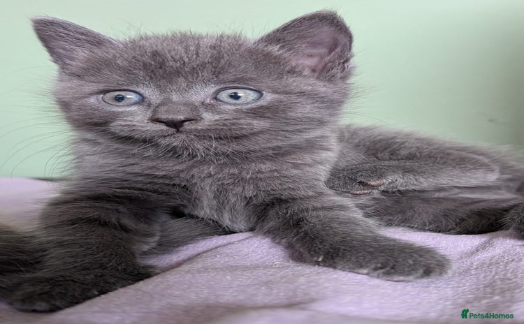 Mixed Breed cats - Advert 1