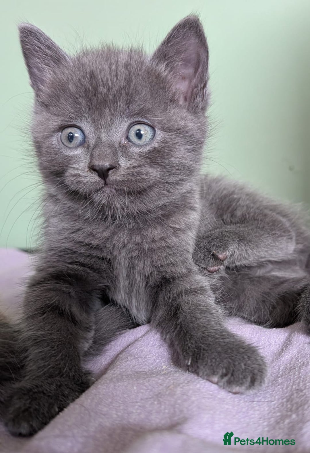 Mixed Breed cats for sale: Beautiful kittens - Image 1