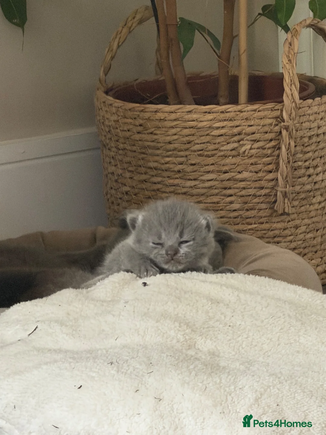 British Shorthair cats for sale: British shorthair x British longhair  - Advert 2