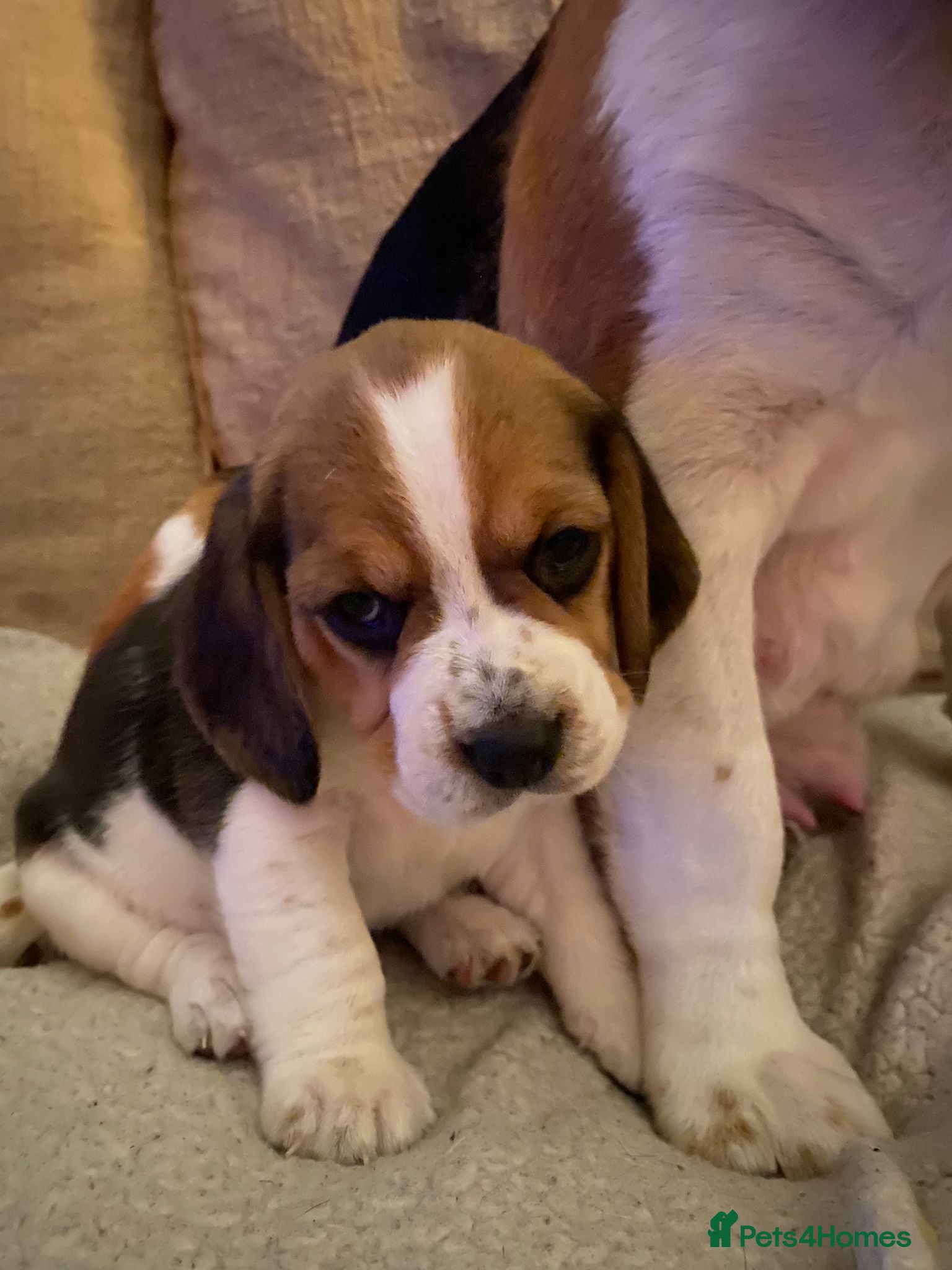 Beagle dogs 5 Beautiful tri beagle pups  - Advert 8