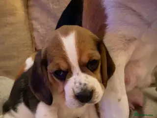 Beagle dogs 5 Beautiful tri beagle pups - Advert 9