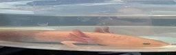 Axolotl reptiles for sale: Copper axanthic Melanoid baby Axolotl - Advert 3