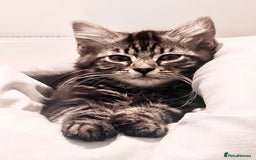 Mixed Breed cats for sale: 2 beautiful kittens looking for a new home - Image 9