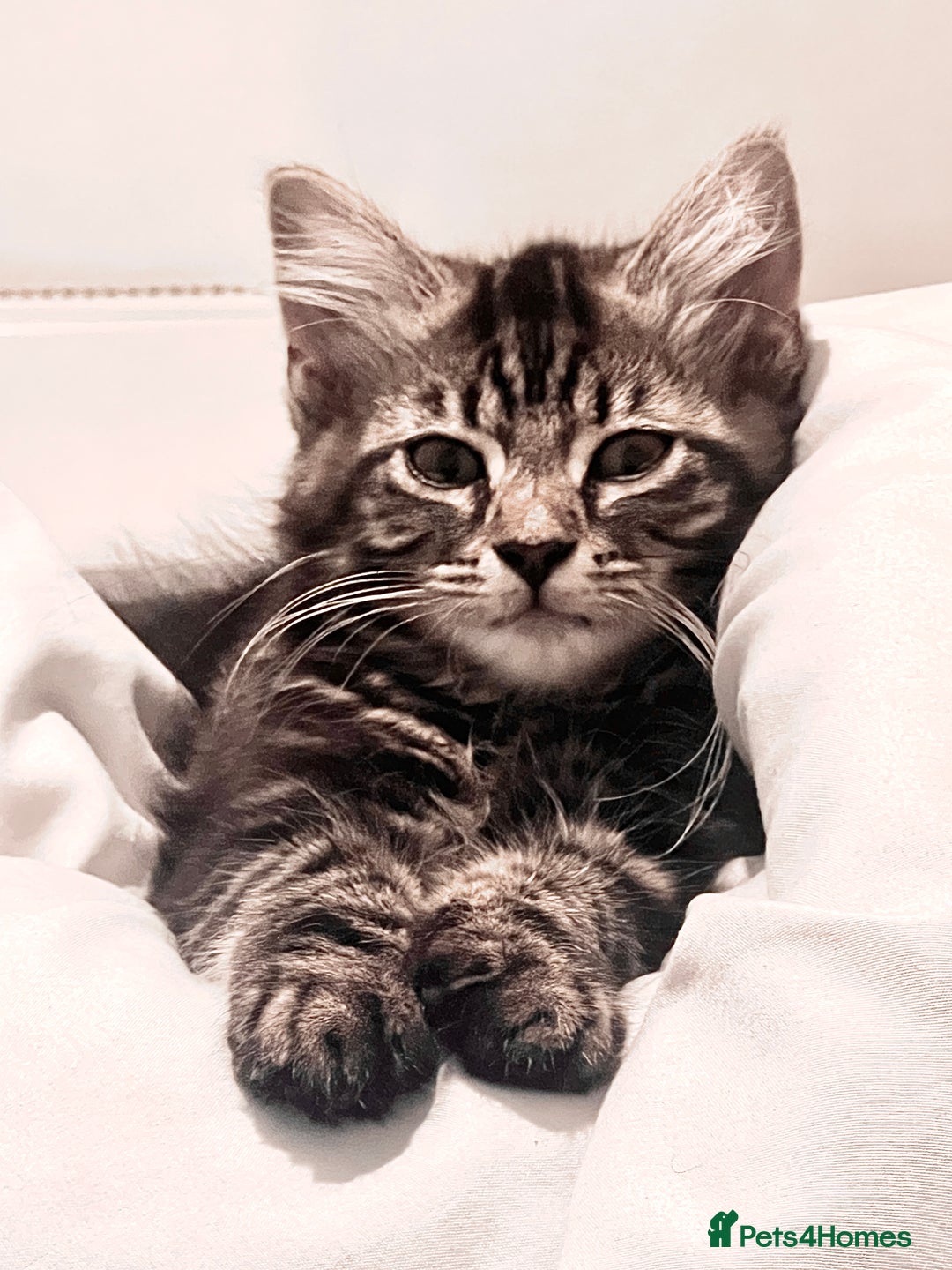 Mixed Breed cats for sale: 2 beautiful kittens looking for a new home - Image 9
