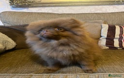 Pomeranian dogs for sale: KC Registered Russian Blood Line Pomeranian pups in Tipton - Image 21
