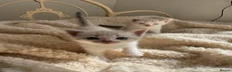British Shorthair cats for sale: Beautiful litter or British shorthair x kittens   - Advert 6