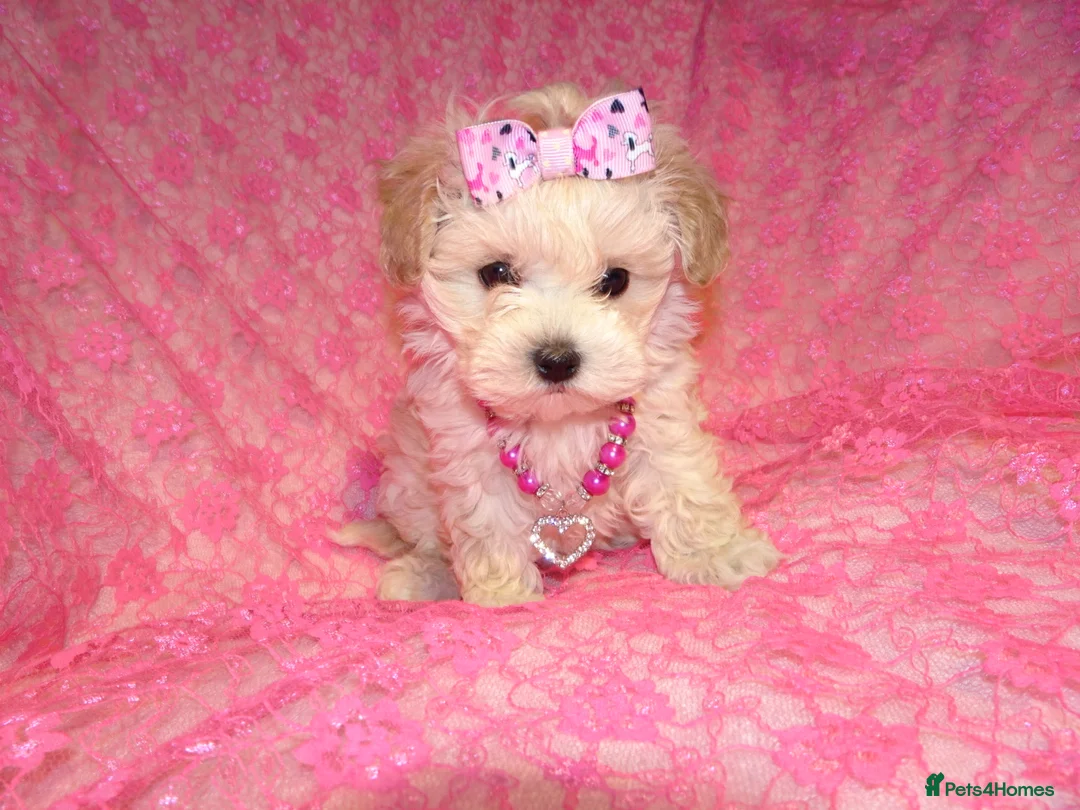 Maltipoo dogs for sale: *Apricot F1 Maltese x Toy Poodle Maltipoo Puppy* - Advert 2