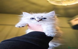 Siberian cats for sale: Gorgeous Pure Siberian Kittens For Sale  - Image 8