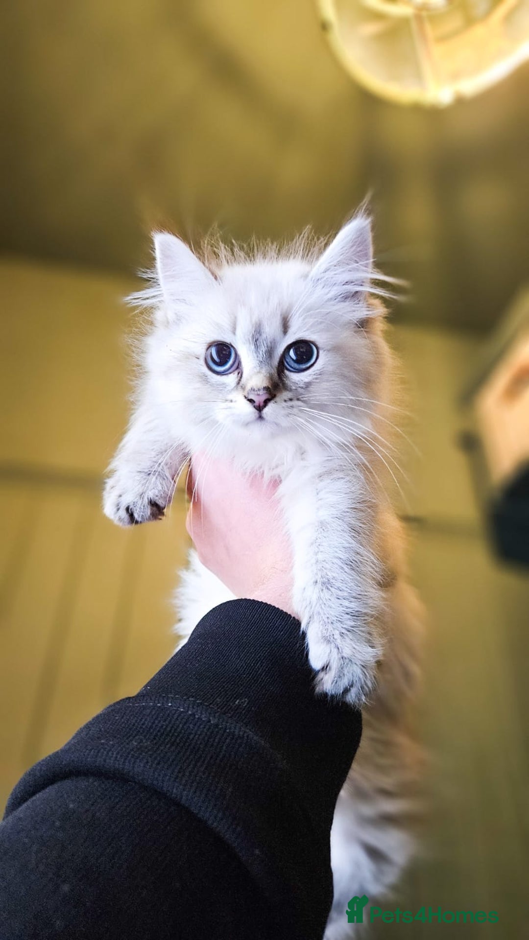 Siberian cats for sale: Gorgeous Pure Siberian Kittens For Sale  - Image 8
