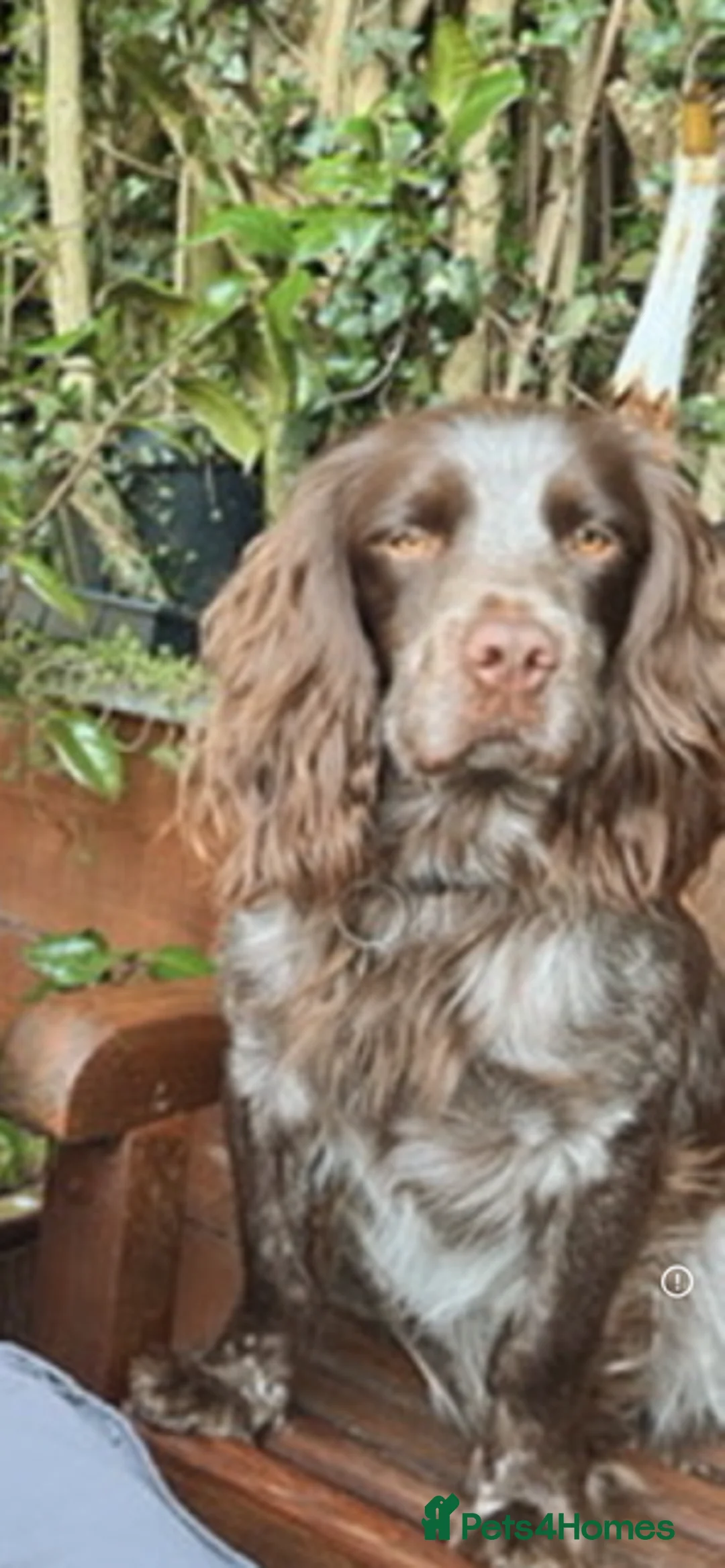 Sprocker dogs for sale: Sprocker Puppies for sale - Advert 5