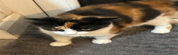Mixed Breed cats for sale: 4 Loving Cats Seeking Forever Homes - Advert 2