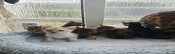 Bengal cats for sale: Stunning Bengal Kittens - Advert 10