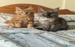 Maine Coon cats for sale: Ready Now! Smoke dark tortoishell Girl  - Image 29