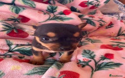 Chihuahua dogs for sale: Adorable Chihuahuas £650-£700 “Boys & Girls’ - Image 12