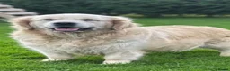 Golden Retriever dogs for sale: Pedigree golden retriever puppies in Runcorn - Advert 10