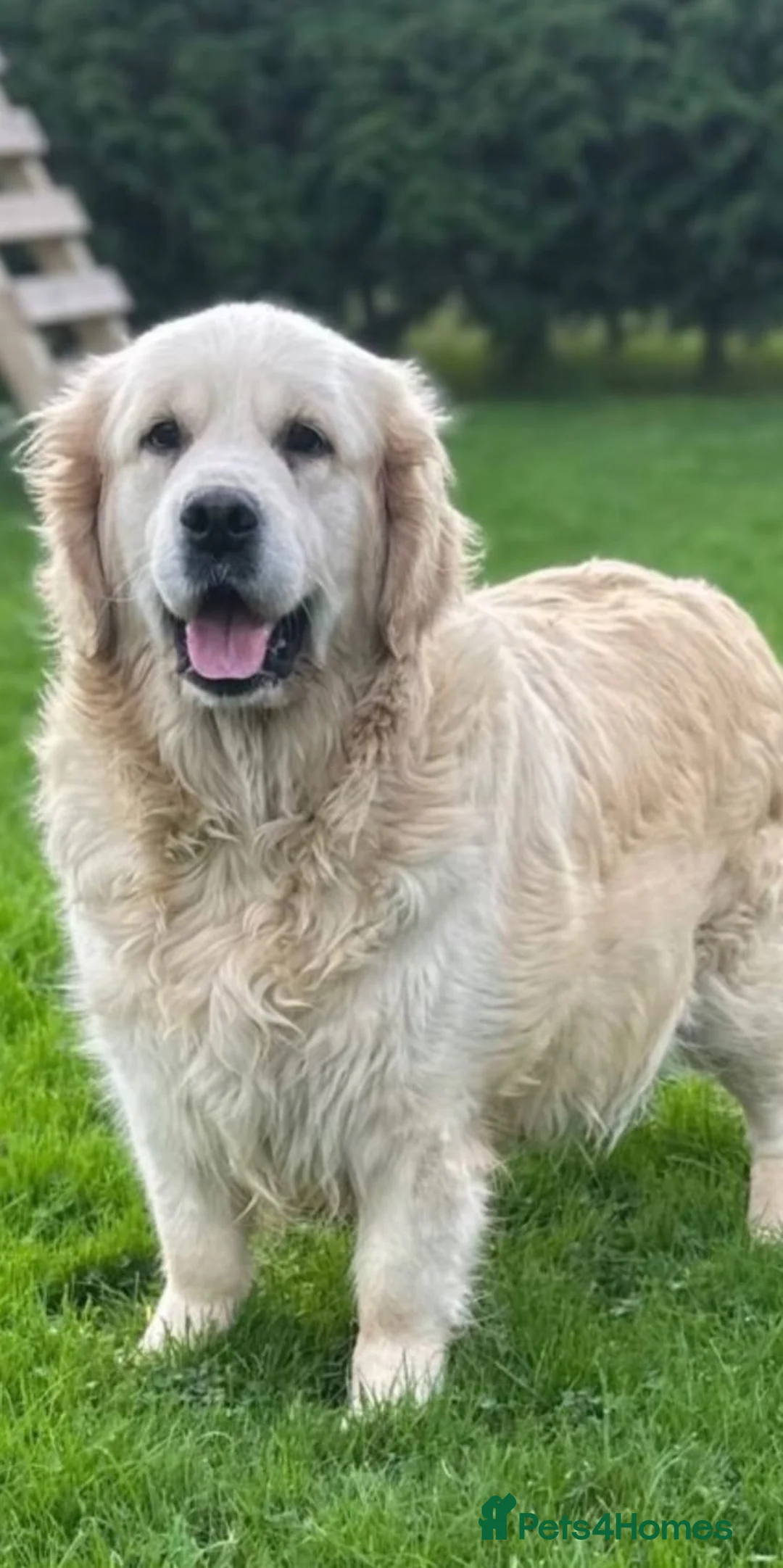 Golden Retriever dogs for sale: Pedigree golden retriever puppies in Runcorn - Advert 10