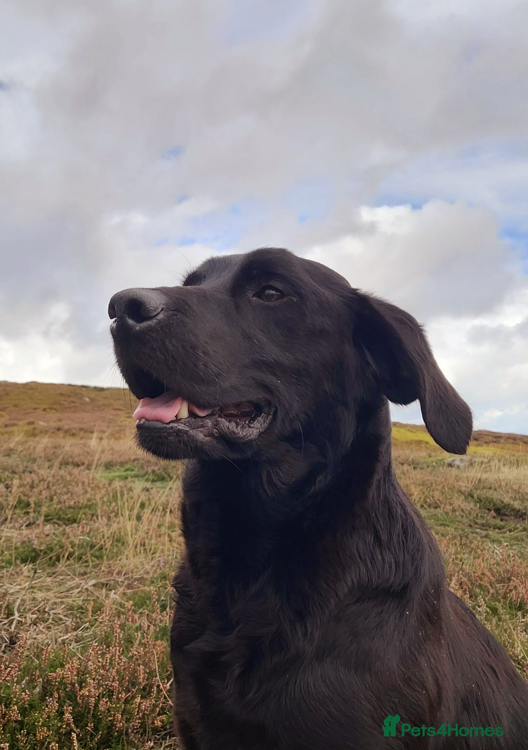 Labrador Retriever dogs for sale: Labrador puppies  - Advert 2