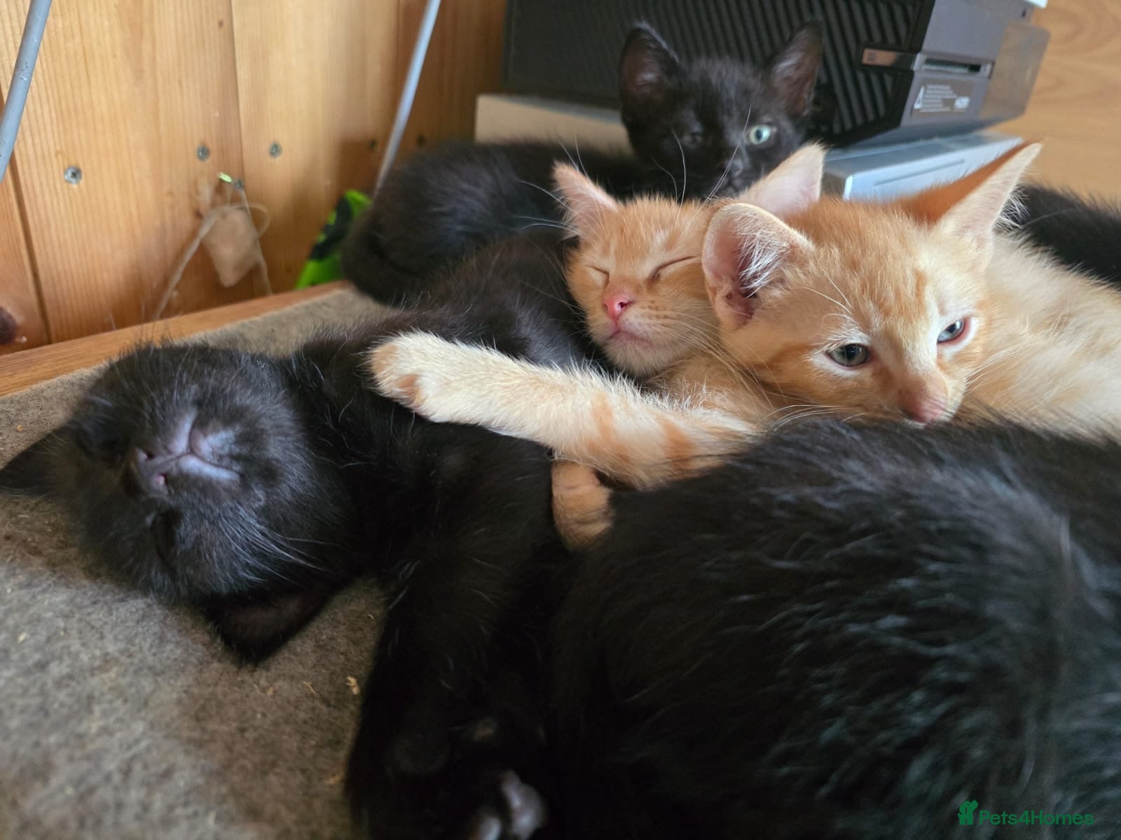 Ragdoll cats Six half ragdoll kittens, four black, two ginger - Advert 1