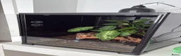 Gecko reptiles for sale: Gecko  in Manchester - Advert 2