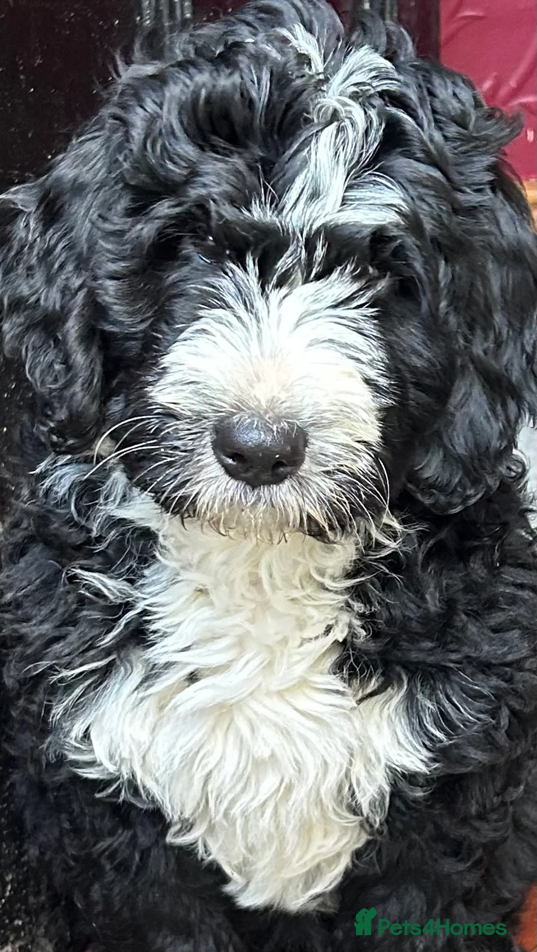 Bernedoodle dogs for sale: Beautiful Bernedoodles - Advert 1