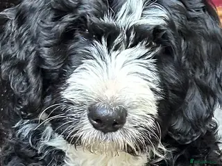 Bernedoodle dogs Beautiful Bernedoodles - Advert 5