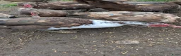 Ducks poultry for sale: 3 Muscovy Drakes - chocolate/pied markings in Bradford - Advert 4