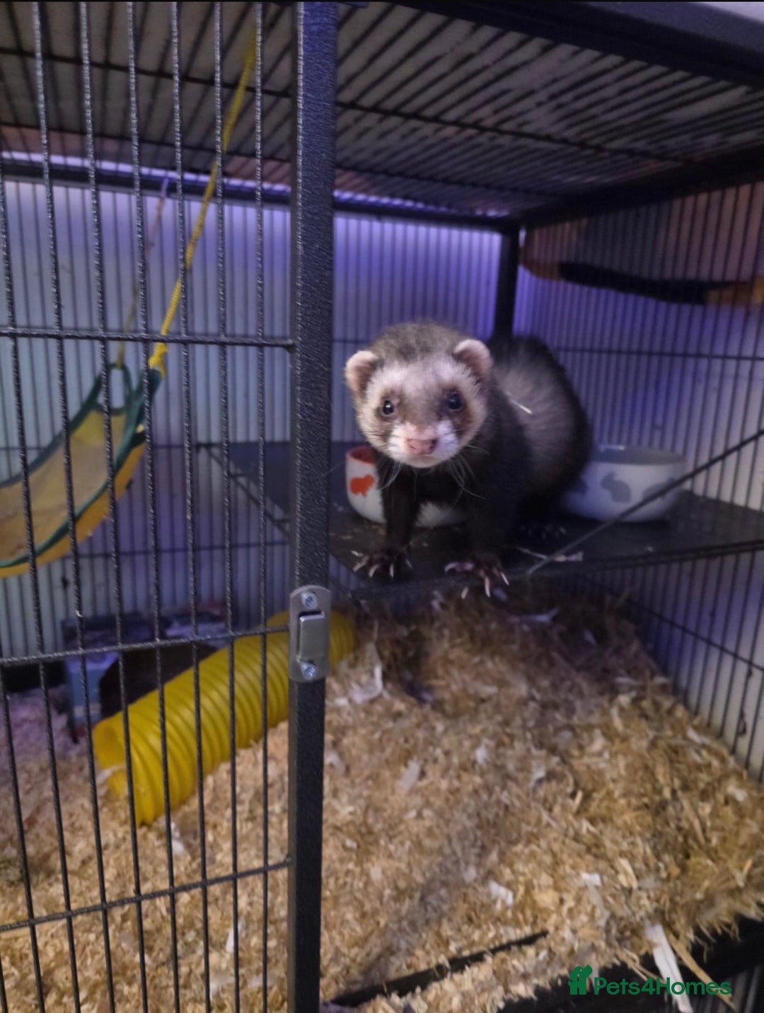 Ferret rodents for sale: Female Ferret - Advert 1