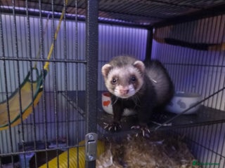 Ferret rodents Female Ferret - Advert 1