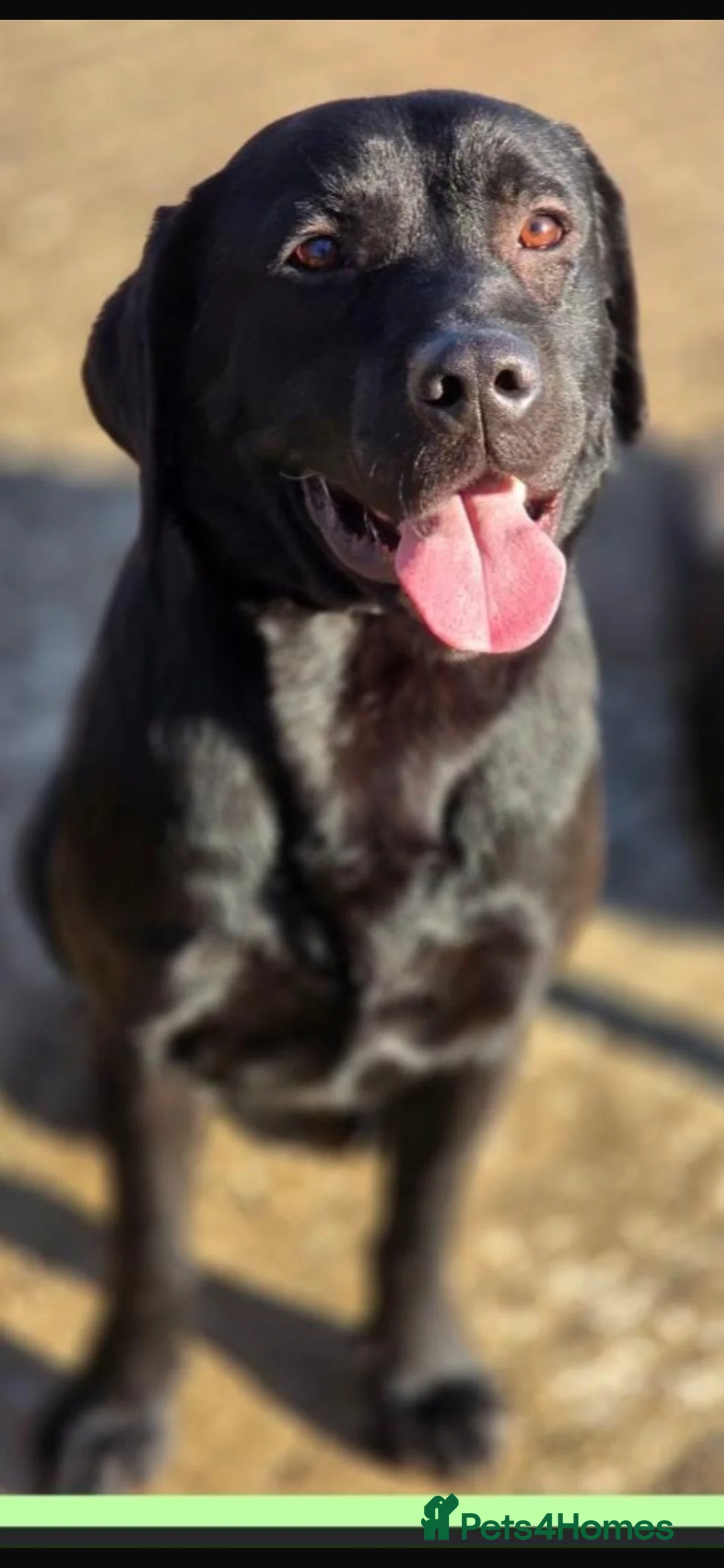 Labrador Retriever dogs for sale: Labrador puppies in Sittingbourne - Advert 2