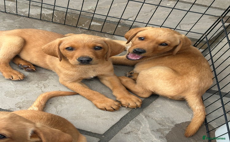 Labrador Retriever dogs - Advert 1