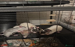 Rat rodents for sale: 4 rats for rehoming  - Image 2