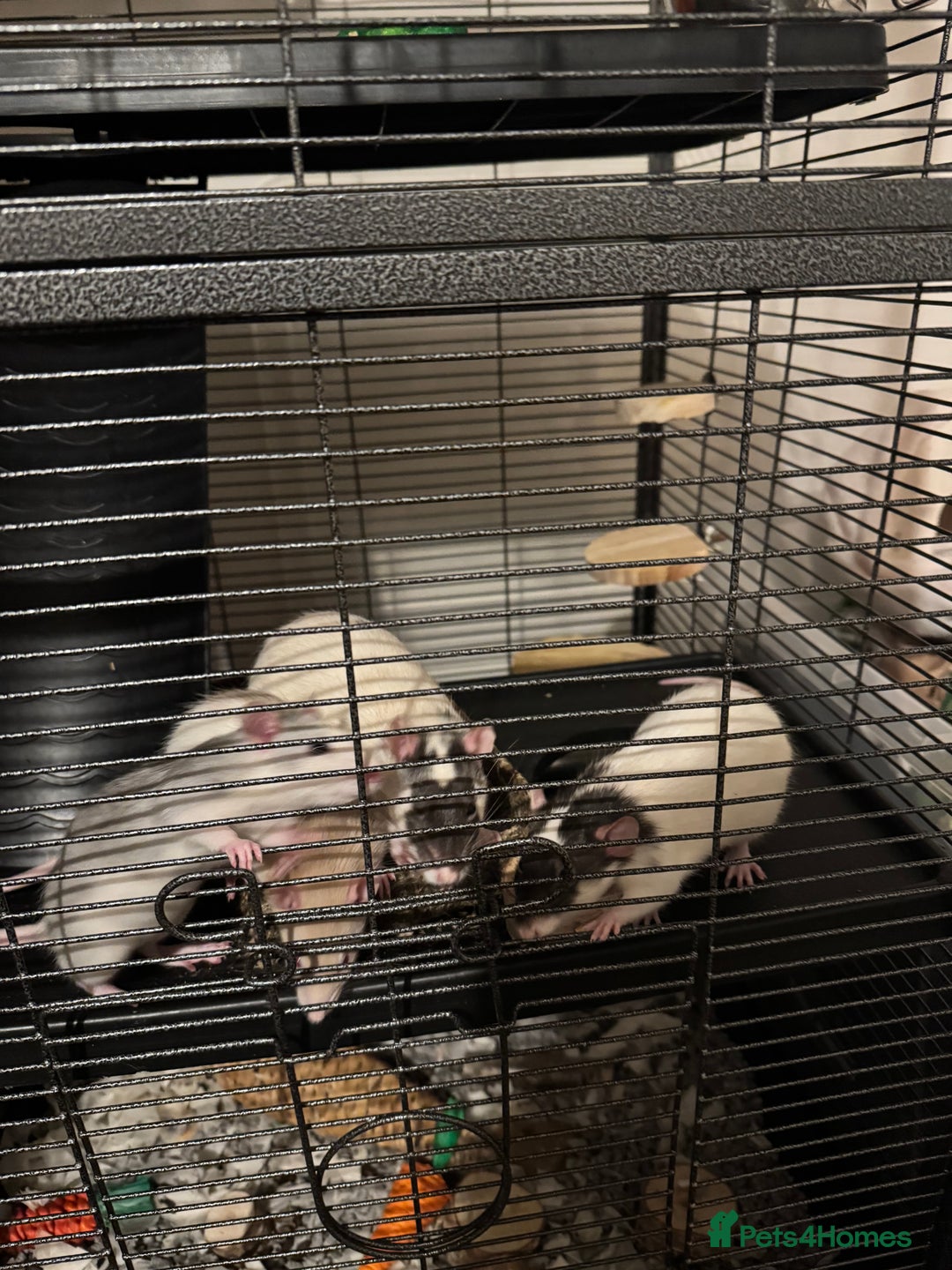Rat rodents for sale: 4 rats for rehoming  - Image 2