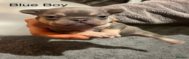 Blue Boy