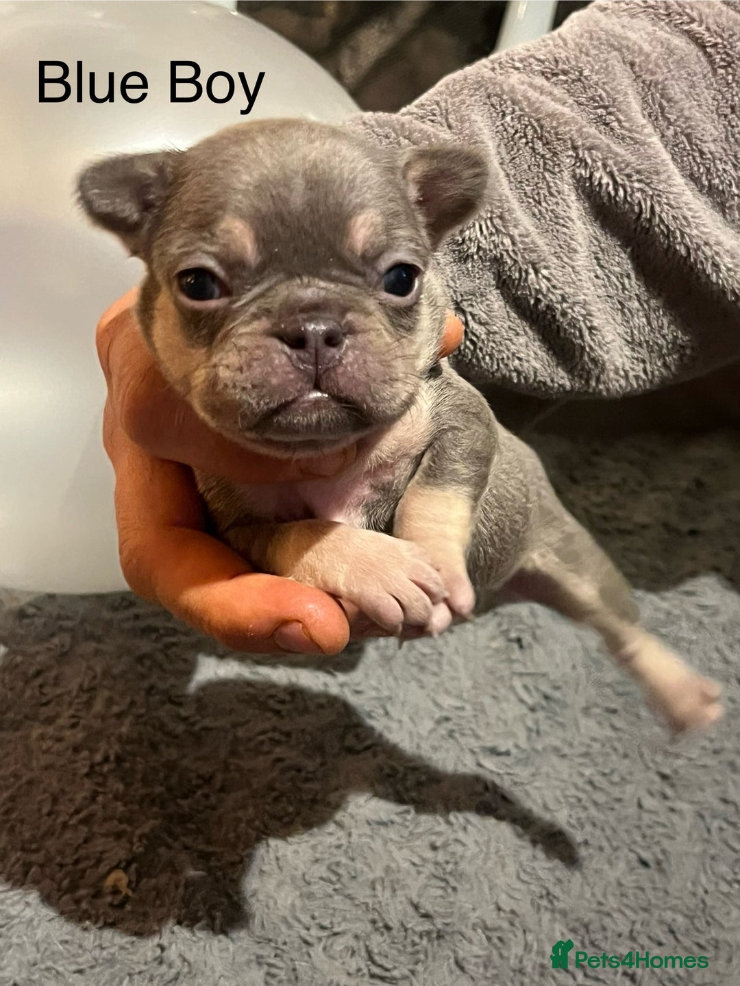French Bulldog dogs for sale: DWKC Registered French Bulldog puppies for sale - Advert 9