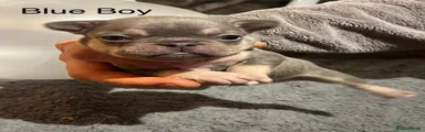 Blue Boy
