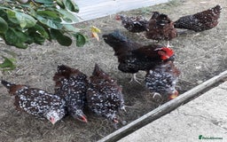 Chickens poultry for sale: Speckled sussex large fowl - Image 1