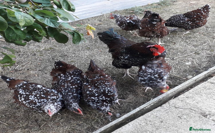 Chickens poultry - Advert 4