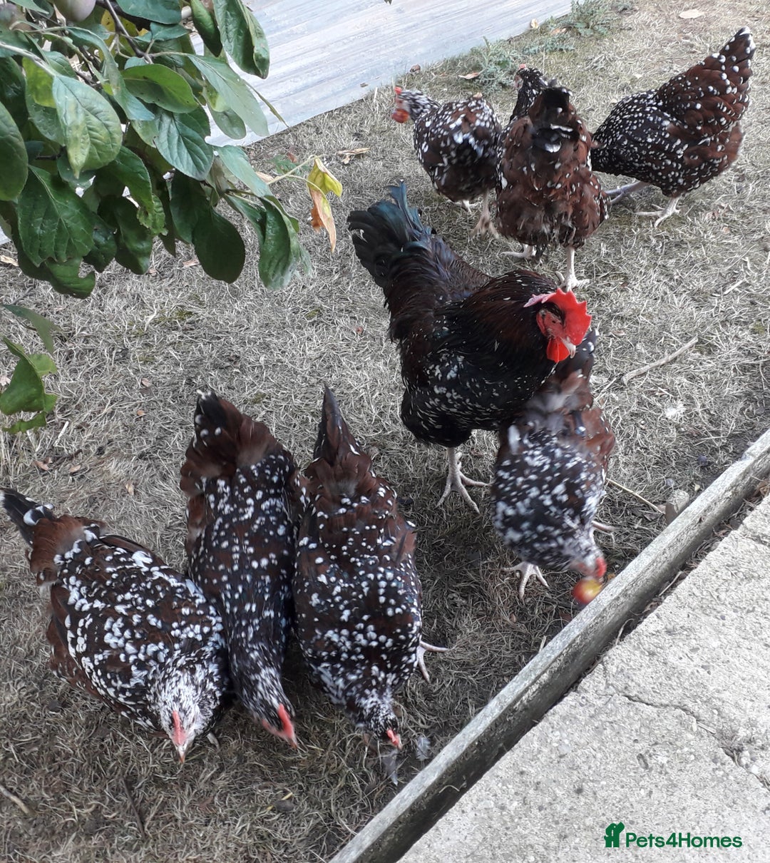 Chickens poultry for sale: Speckled sussex large fowl - Image 1